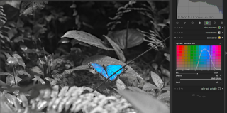 Desaturovaná fotka motýla