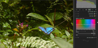 Originální fotka motýla